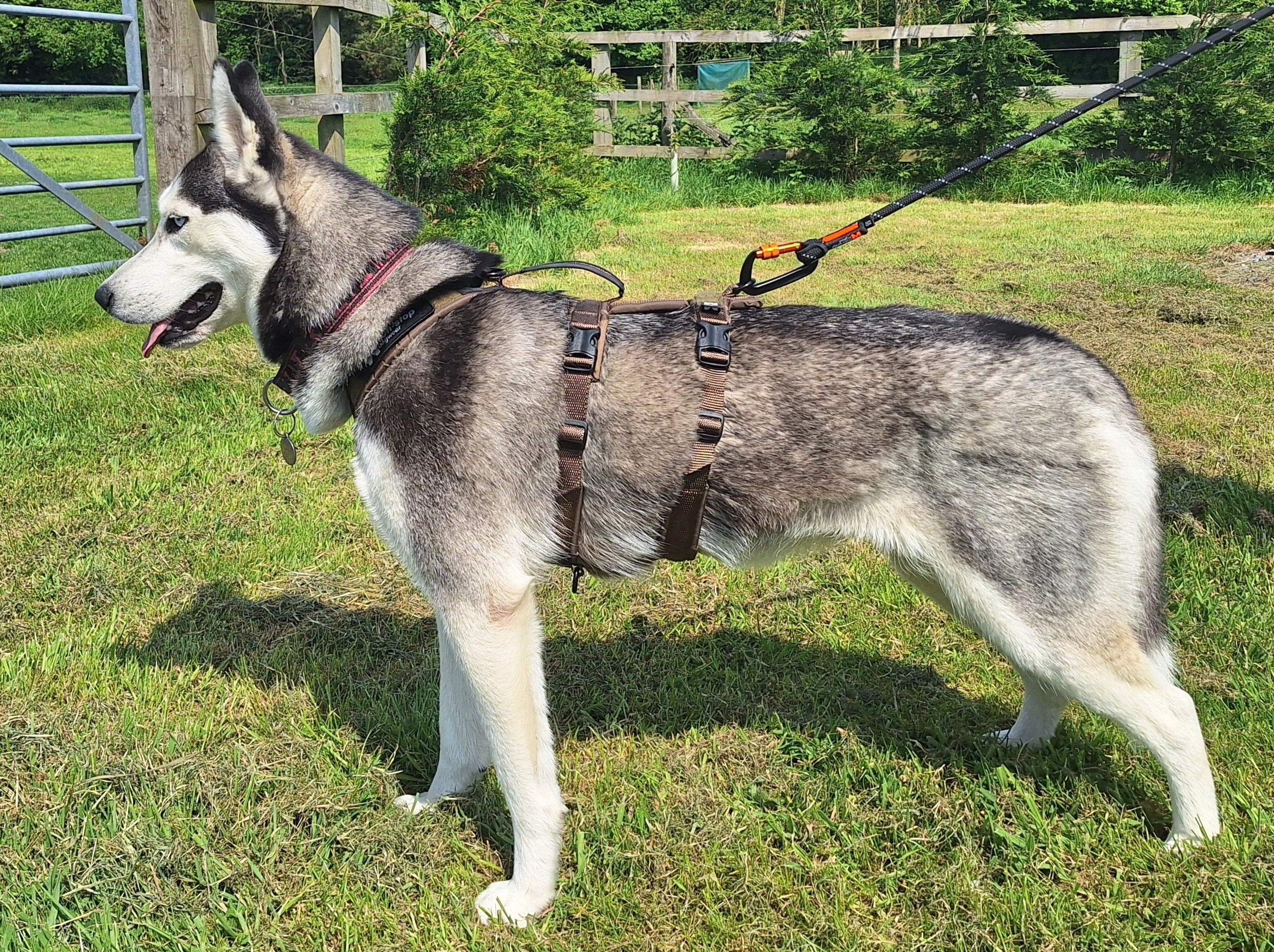 Line Harness Long WD (Non - Stop Dogwear) - SnowPaw Store - Non - Stop Dogwear - Dog Harness